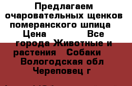 Предлагаем очаровательных щенков померанского шпица › Цена ­ 15 000 - Все города Животные и растения » Собаки   . Вологодская обл.,Череповец г.